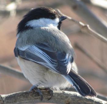 #bird-column, #jeff-and-allison-wells, #boothbay-register, #birds, #maine, #black-capped-chickadee