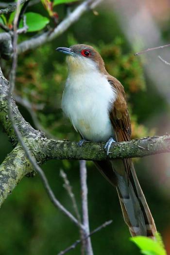 #bird-column, #Jeff and Allison Wells, #boothbay register, #birds, #maine, #cuckoo