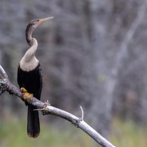 #bird-column, #birds, #cicada, #boothbay register, #Jeff and Allison Wells, #maine, #anhinga