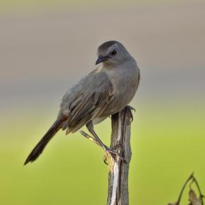 #bird-column, #maine, #bird, #jeff and allison wells, #boothbay register, #gray catbird