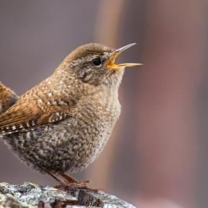 #bird-column, #birds, #boothbay register, #Jeff and Allison Wells, #maine, #winter wren